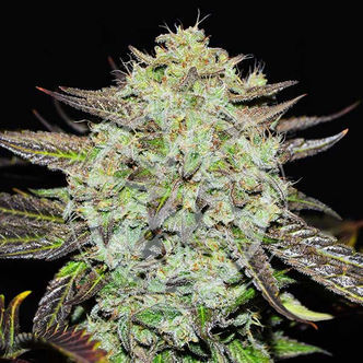 Purple Mango Kush (Delicious Seeds) feminized
