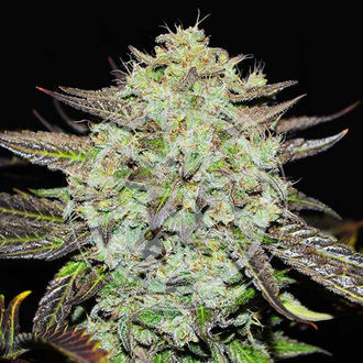Purple Mango Kush (Delicious Seeds) feminized