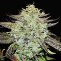 Purple Mango Kush (Delicious Seeds) feminized