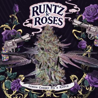Runtz 'N Roses (T.H.Seeds) feminized