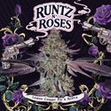 Runtz 'N Roses (T.H.Seeds) feminized