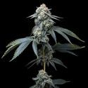 Jealousy (Barney's Farm) feminized