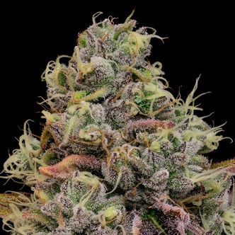 Chaos Cake (Anesia Seeds) Feminized