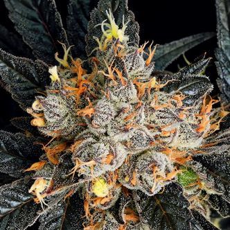 Aura (Anesia Seeds) Feminized