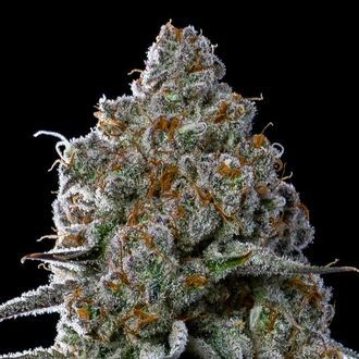Fryday Boof (Anesia Seeds) feminized