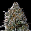 Fryday Boof (Anesia Seeds) feminized