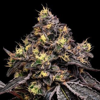Glowberry Rush (Anesia Seeds) feminized
