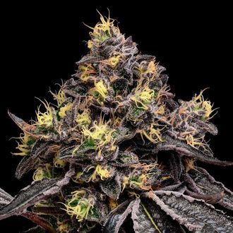 Glowberry Rush (Anesia Seeds) feminized