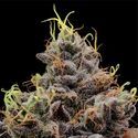 Think Tank (Anesia Seeds) feminized