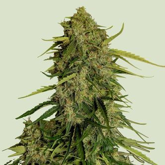 Atlas F1 Auto (Royal Queen Seeds) feminized