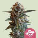 Mexican Rush (Royal Queen Seeds) feminized