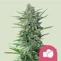 Purple Punch (Royal Queen Seeds) feminized