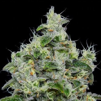 Dankberry Auto (Anesia Seeds) feminized