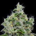 Dankberry Auto (Anesia Seeds) feminized
