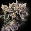 Bruised Banana (DNA Genetics) feminized