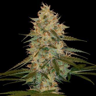 Chocolope Kush (DNA Genetics) feminized