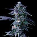 Chocolope (DNA Genetics) feminized