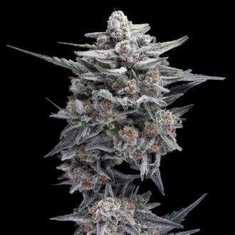 HG23 AKA Michael Jordan (DNA Genetics) feminized