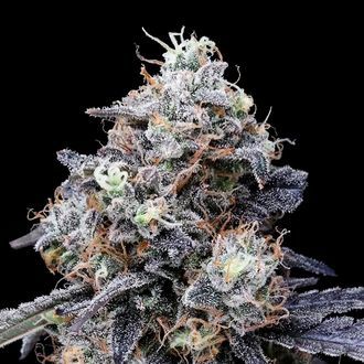 MACmelon Auto (DNA Genetics) feminized