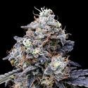 MACmelon Auto (DNA Genetics) feminized