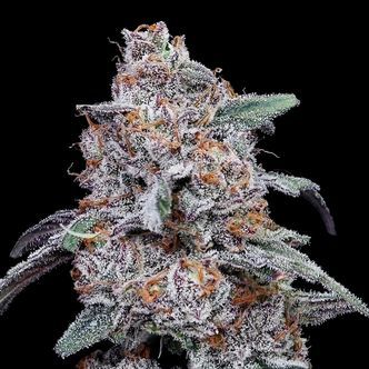 Purple People Eater Auto (DNA Genetics) feminized
