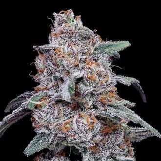 Purple People Eater Auto (DNA Genetics) feminized