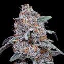 Purple People Eater Auto (DNA Genetics) feminized