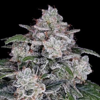 Return of the MAC Auto (DNA Genetics) feminized