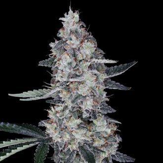 Watermelon Man Auto (DNA Genetics) feminized