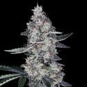 Watermelon Man Auto (DNA Genetics) feminized