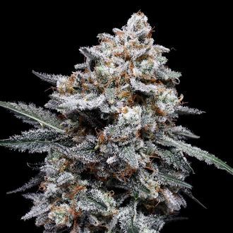 Patrick Swayze Auto (DNA Genetics) feminized