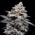 Patrick Swayze Auto (DNA Genetics) feminized