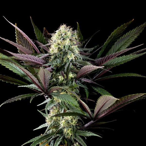 Apple Fritter (Kannabia) feminized