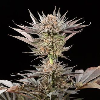 Lemon Tree 2.0 (Silent Seeds x Lemon Tree) feminized