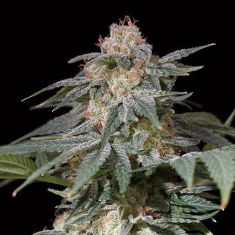 Lemon Tree Fast (Lemon Tree x Silent Seeds) feminized