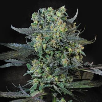 Momo (Paradise Seeds) feminized