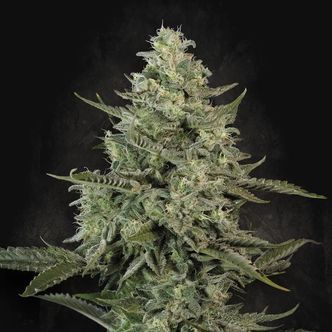 Mendo Crème (Paradise Seeds) feminized