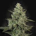Mendo Crème (Paradise Seeds) feminized