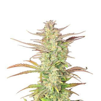 Z-Up Auto (FastBuds) feminized