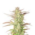 Z-Up Auto (FastBuds) feminized