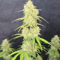 Z-Up Auto (FastBuds) feminized