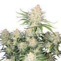 Frostbanger Auto (FastBuds) feminized