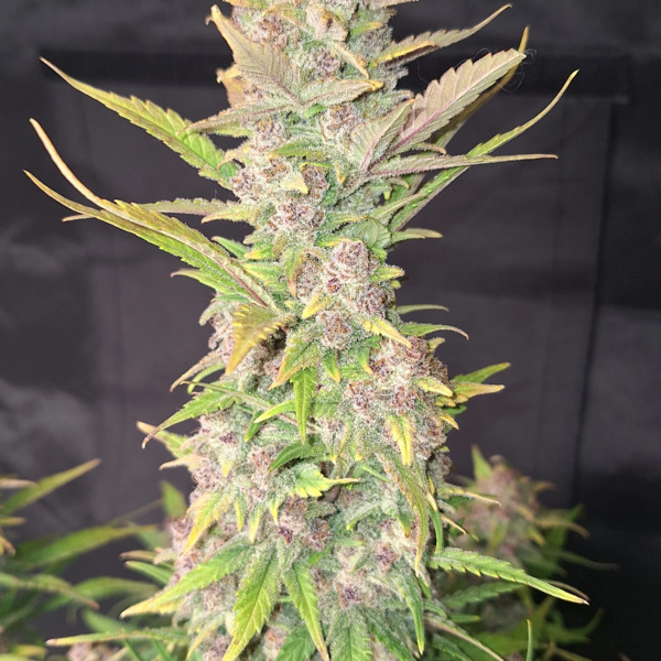 Purple Haze Auto (FastBuds) feminized