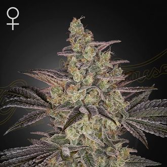 Frosted Guava Auto (Greenhouse Seeds) feminized