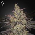 Frosted Guava Auto (Greenhouse Seeds) feminized