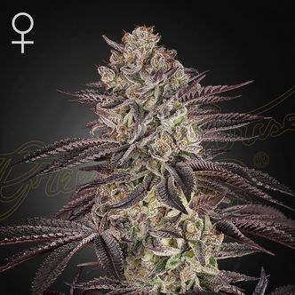 Biscotti Auto (Greenhouse Seeds) feminized