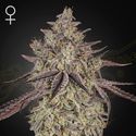 Skywalker Auto (Greenhouse Seeds) feminized