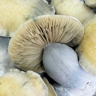 Zamnesia Ready-2-Grow Bag 'Bluey Vuitton'