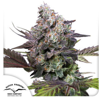 Candy Bubatz XL (Dutch Passion) feminized