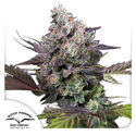 Candy Bubatz XL (Dutch Passion) feminized